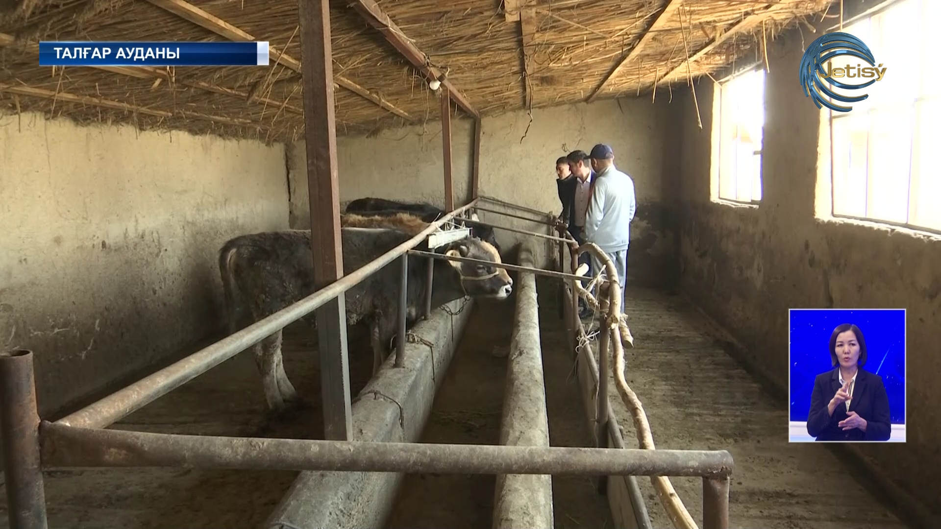 Талғарда мал ұрлығы өршіп тұр