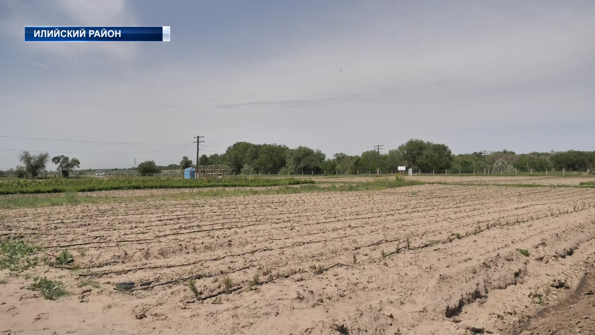 Ученые-селекторы разработали устройство для посадки семян саксаула