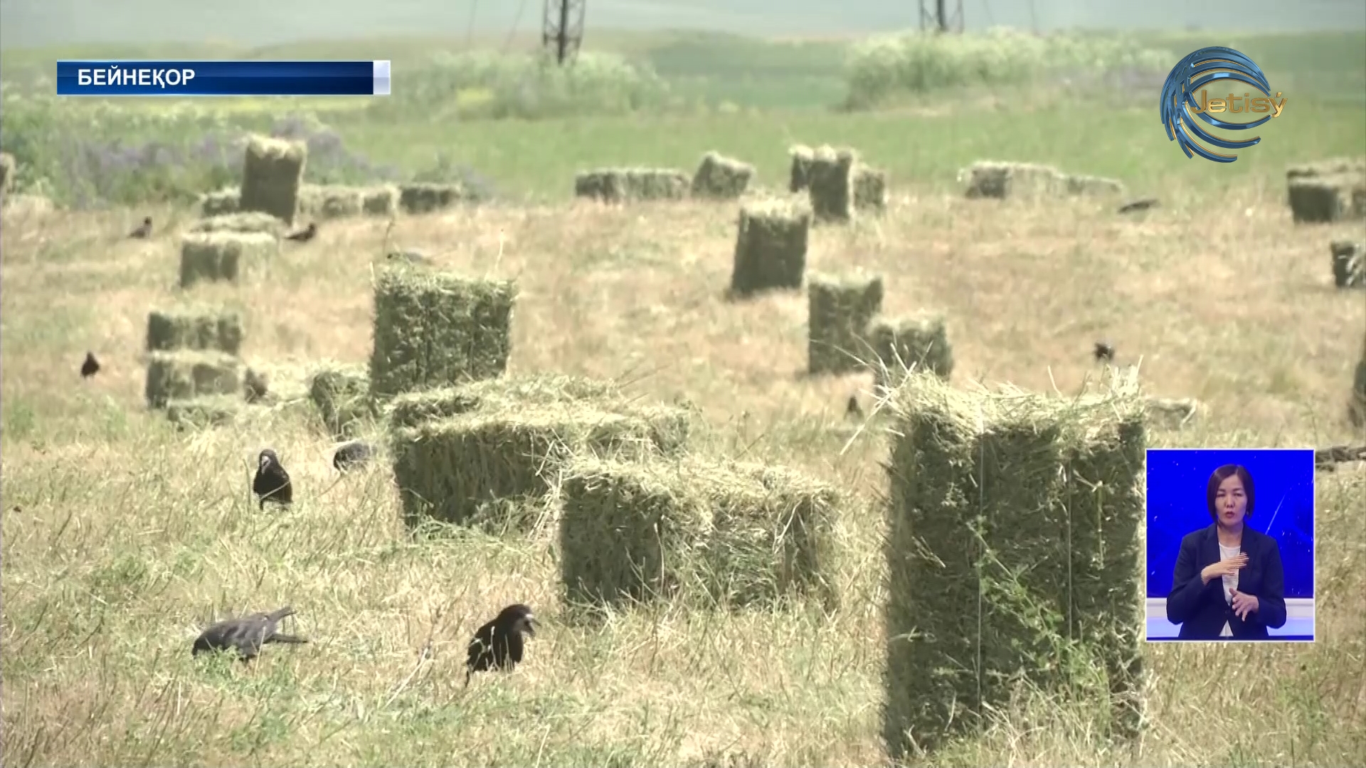 Жетісулық шарулар мал азығын дайындауға кірісті