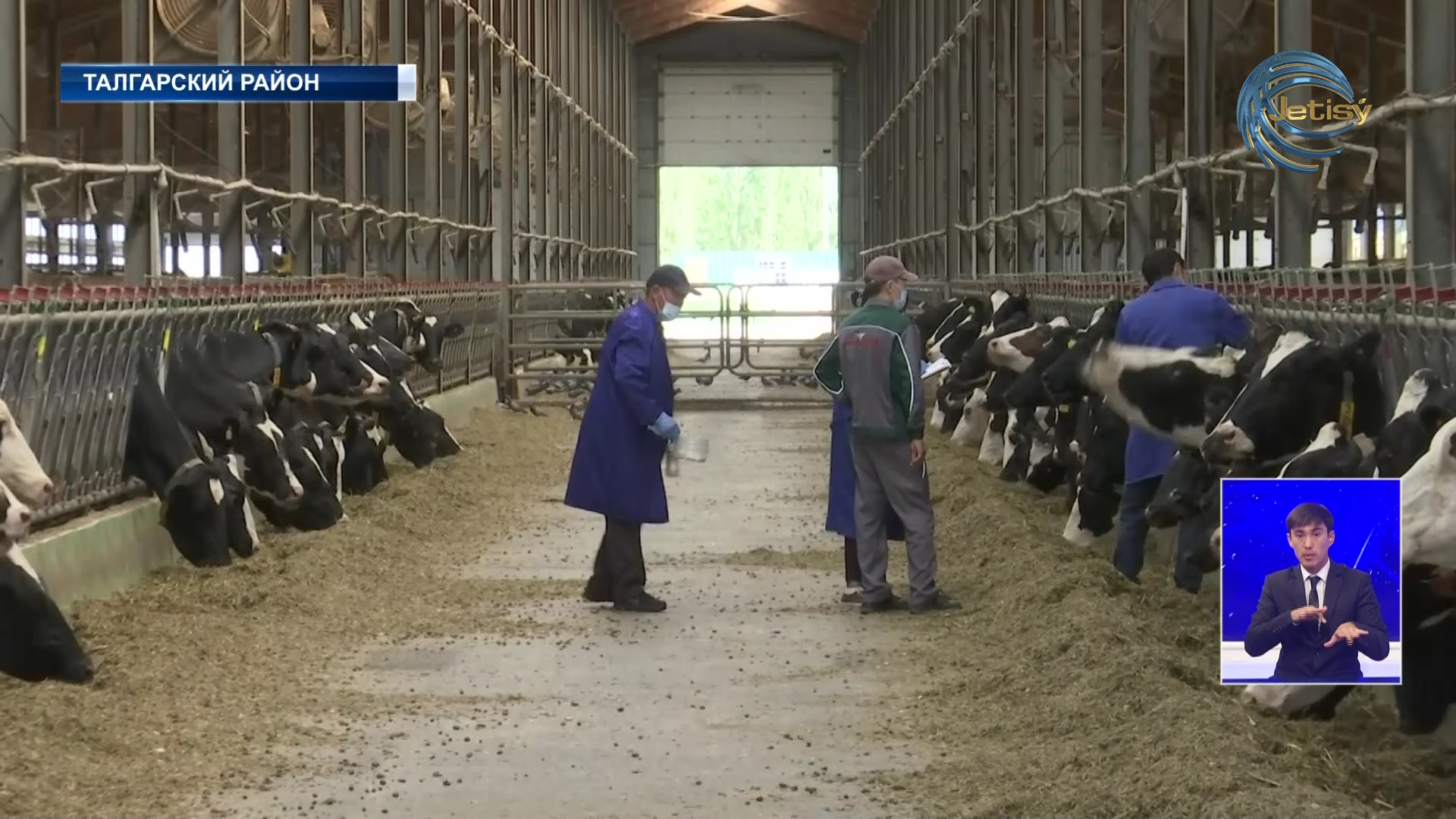 В Алматинской области провели вакцинацию и биркование скота