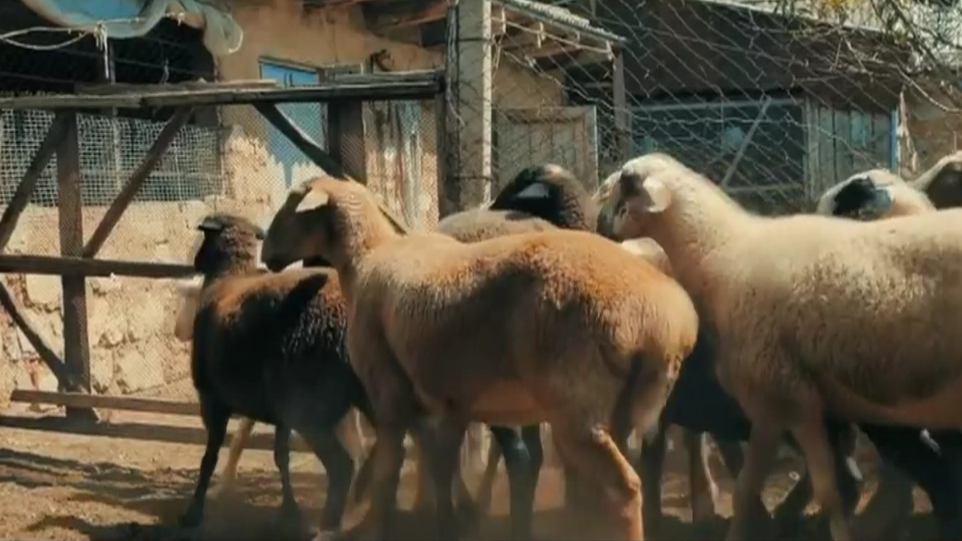 Құрбан айтқа 5 күн қалды