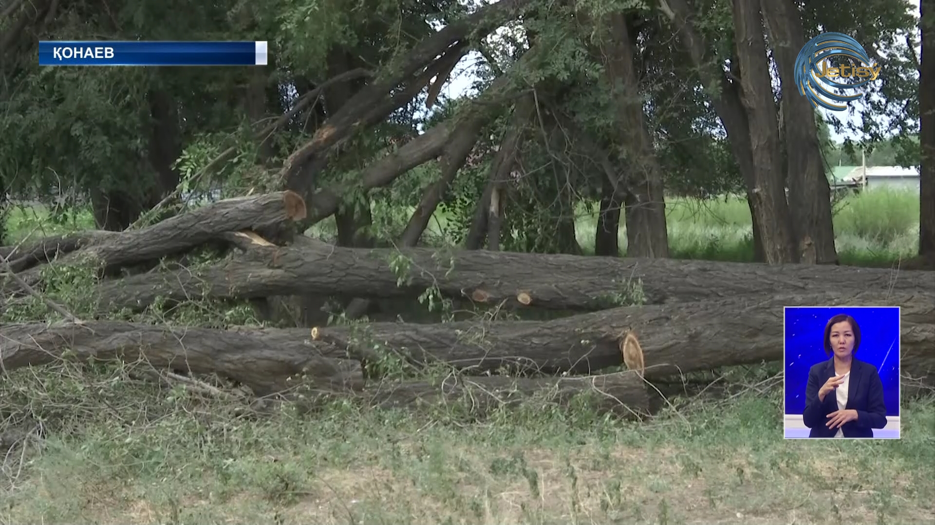 Шеңгелді ауылында тұтас бір көшенің ағашы шабылған