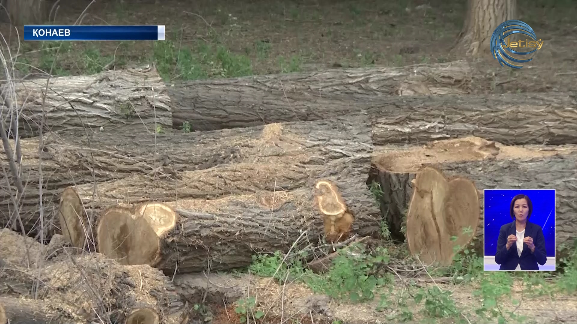 Деревья безжалостно вырубили на целой улице