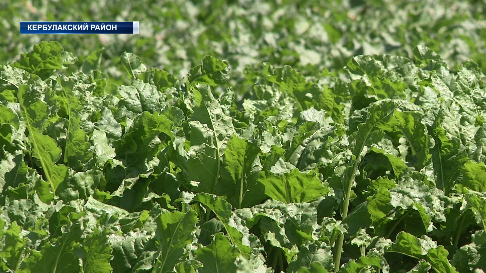 День поля прошел в Кербулакском районе