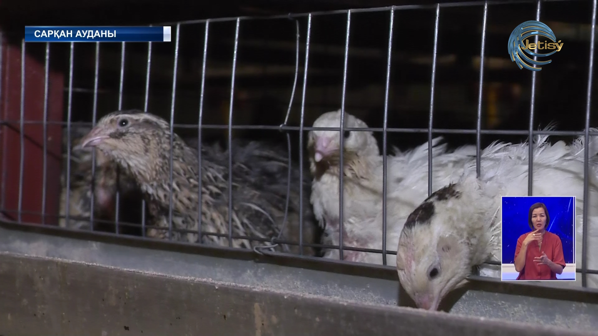 Бөдене кәсібінің нәсібі мол