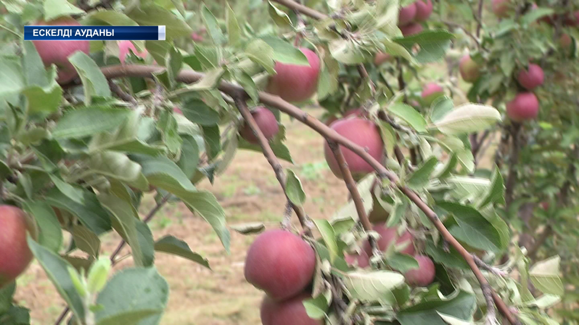 Биыл Жетісулық бағбандар 23 мың тоннадан аса алма жинаудан үмітті