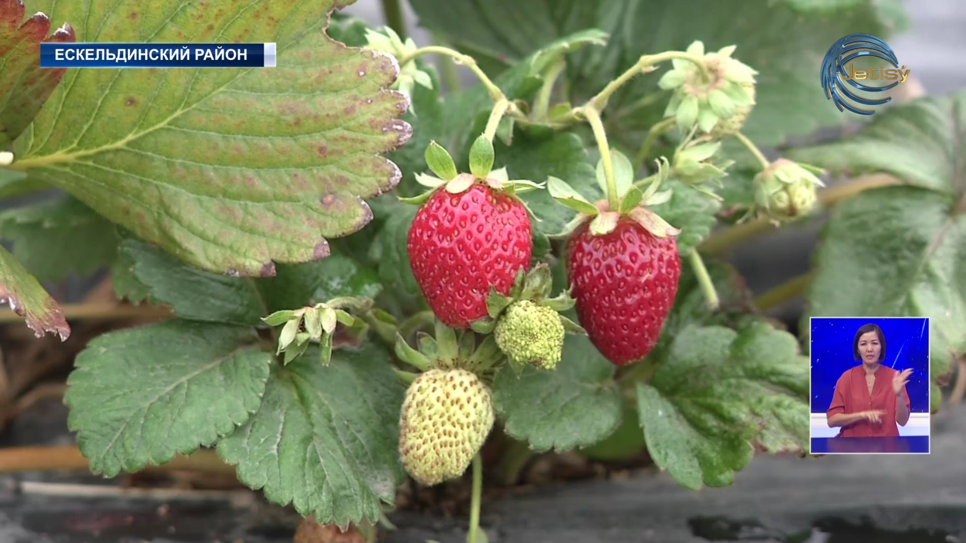 Жители деревни выращивают ягоды и зарабатывают деньги