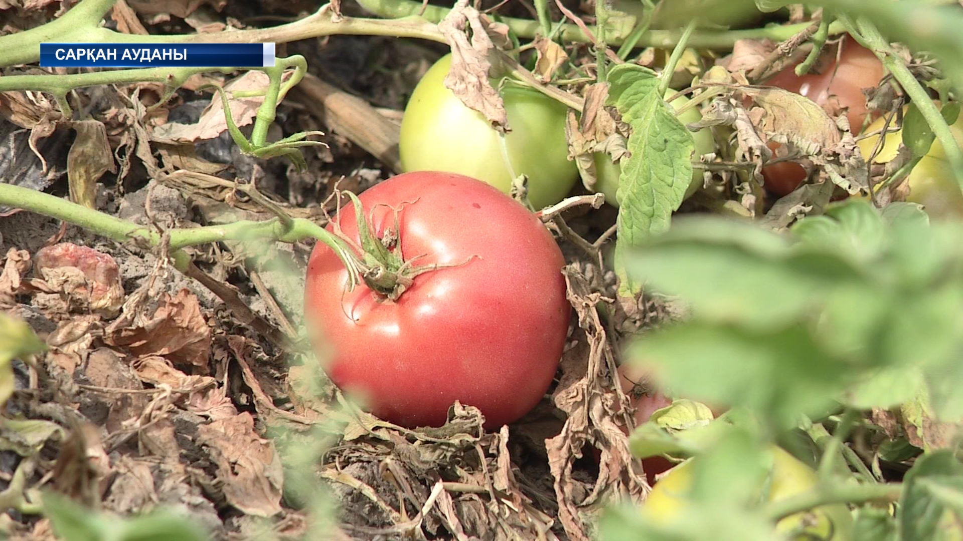 Сарқандық фермер көкөнісінің көлемін арттырып, халыққа қолжетімді бағамен саудалап отыр