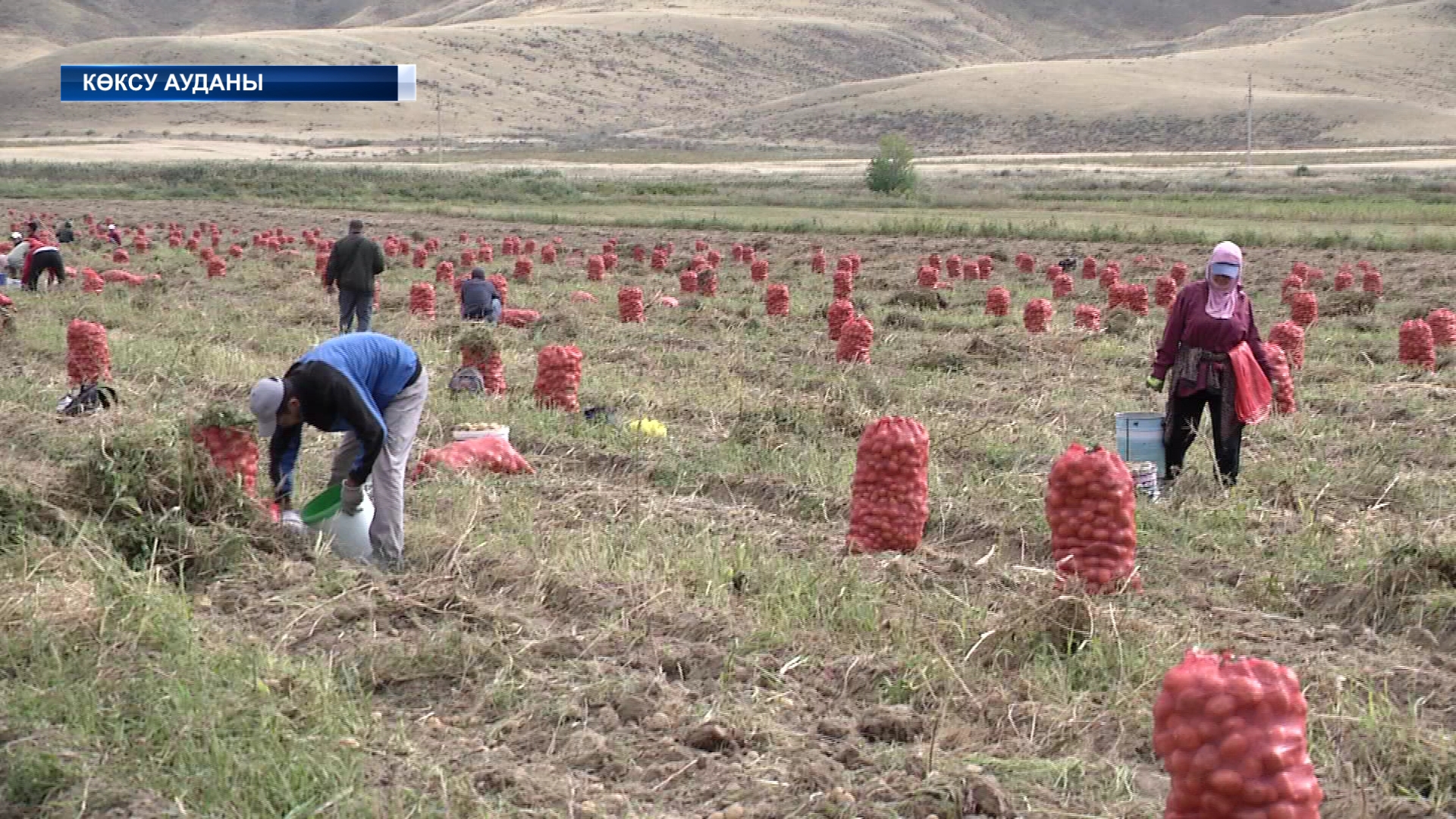 Көксу ауданында егін жинау науқаны қызу жүріп жатыр