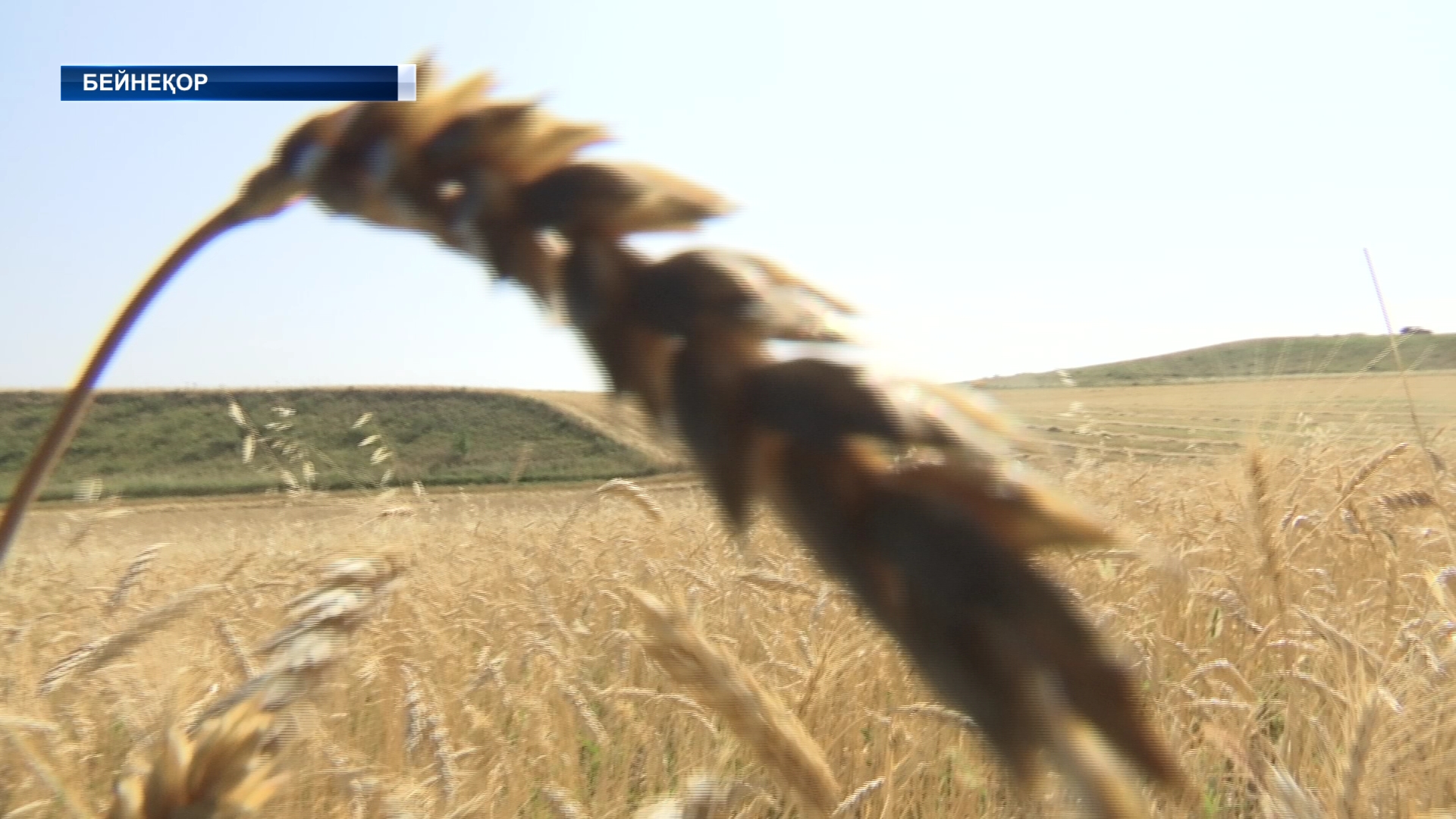 Жетісулық диқандар астықтың 97 пайызын жинап үлгерді