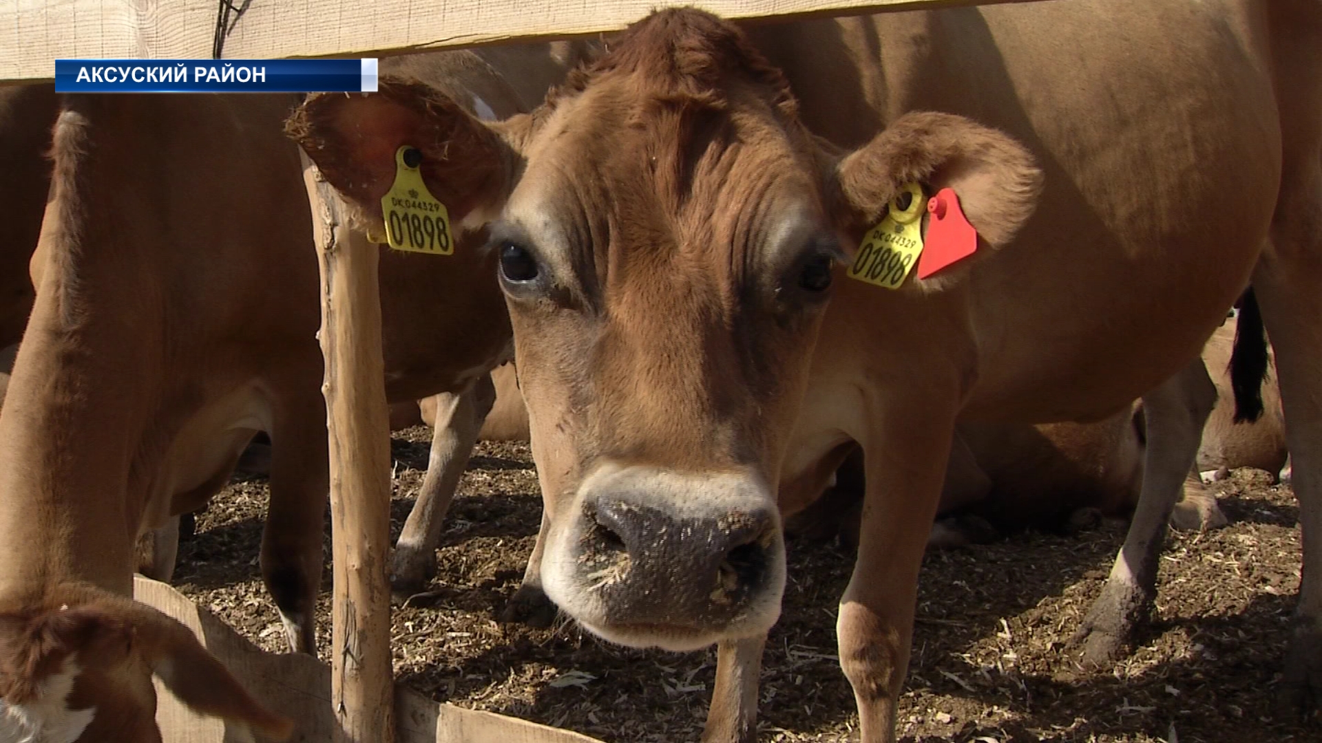 «Агрохолдинг Аксу»