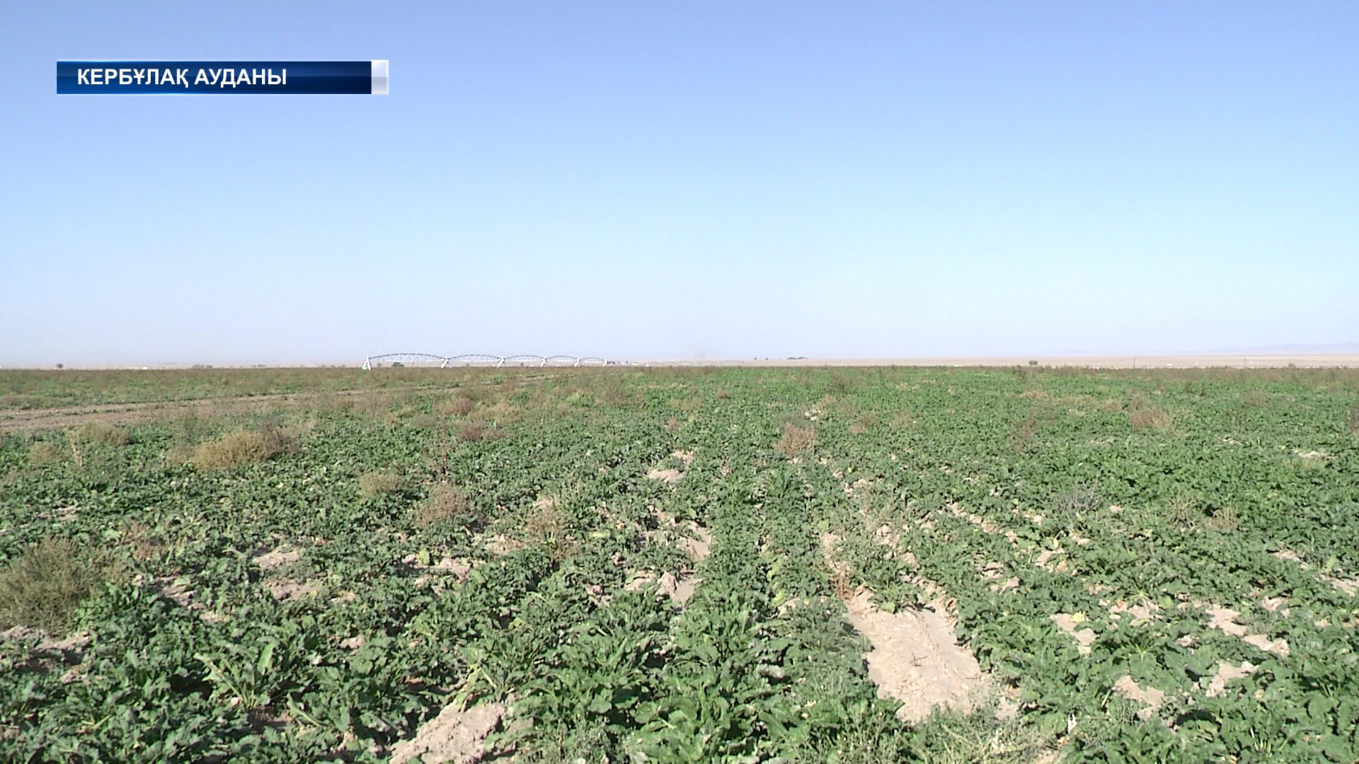 Жетісу облысында қант қызылшасын жинау науқаны басталды