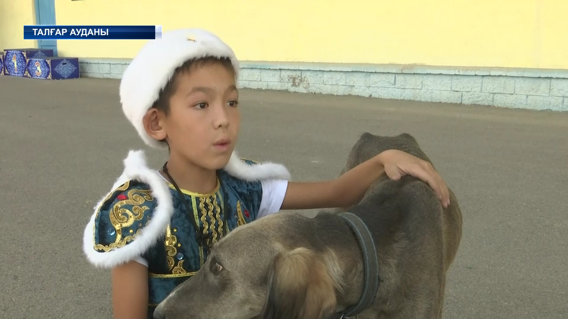 Ит бегілер икем байқасты