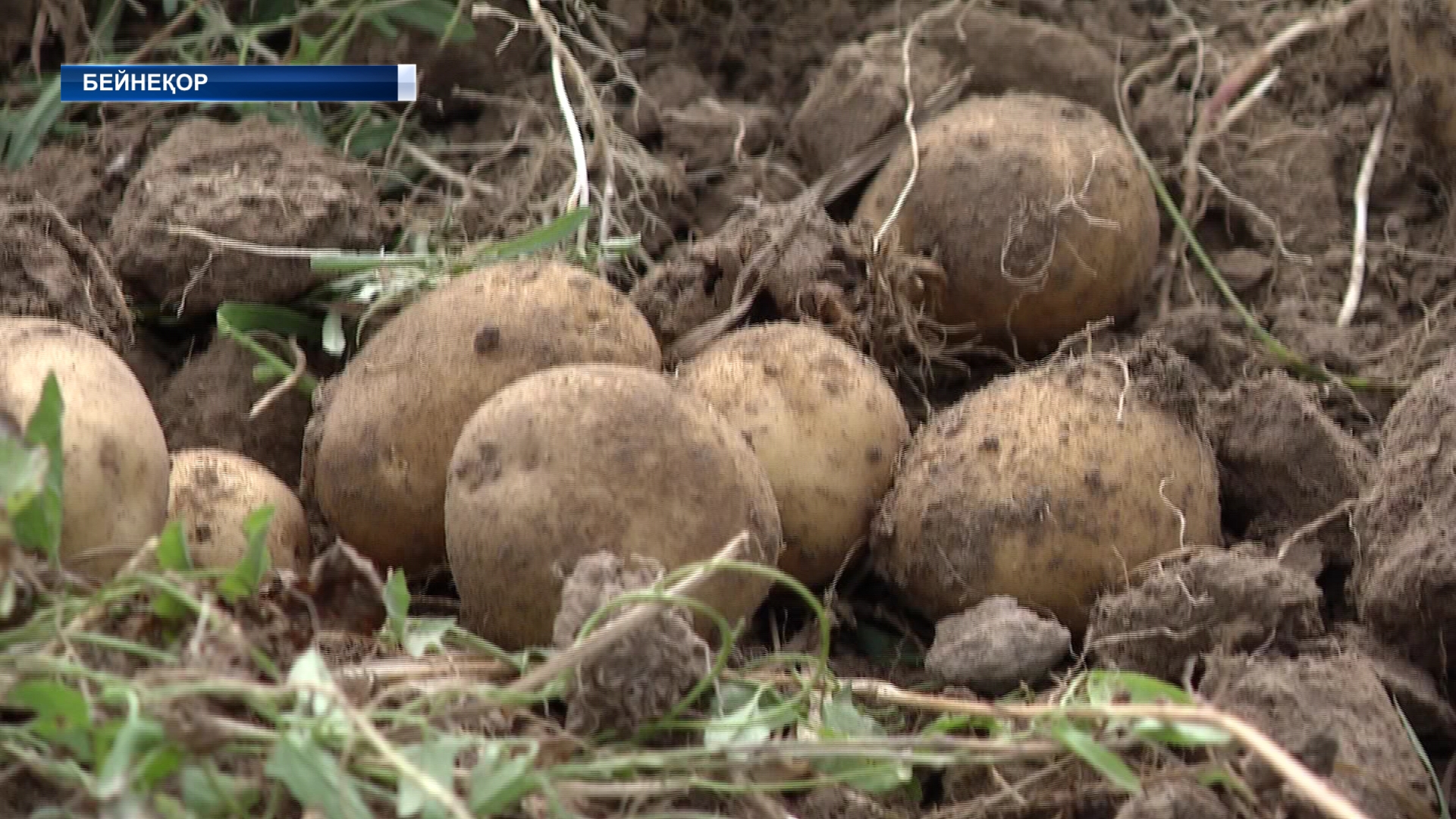 Облыстағы ауыл шаруашылығы өндірісінің 11 пайызы Күреңбелдіктердің үлесінде