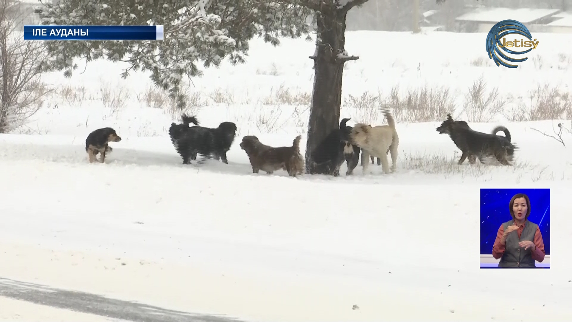 Бұралқы иттер қаптап кетті