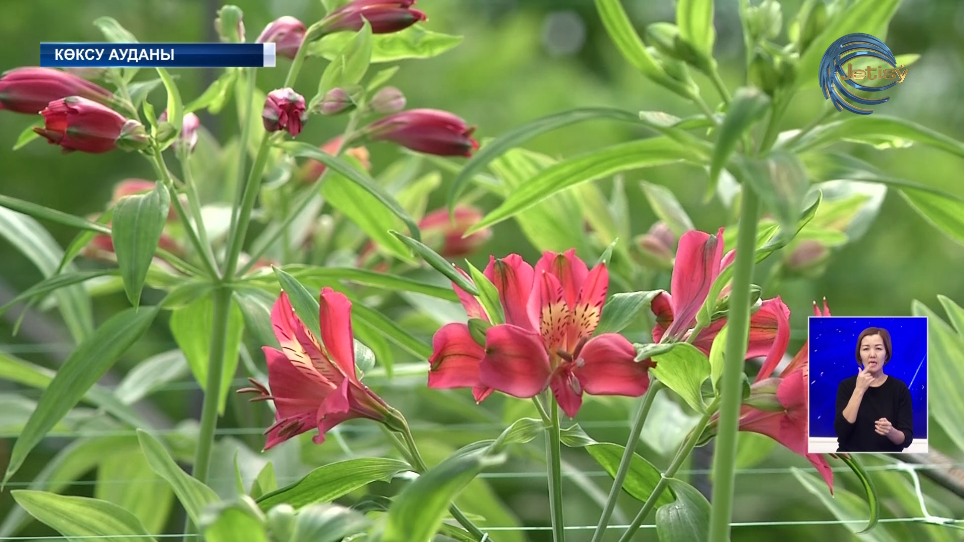 Көксулық көпбалалы ана лалагүл өсіріп отыр