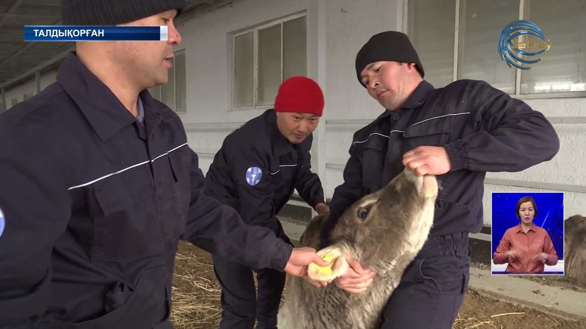 Төрт түлік мал түрлі ауруларға қарсы егіліп жатыр