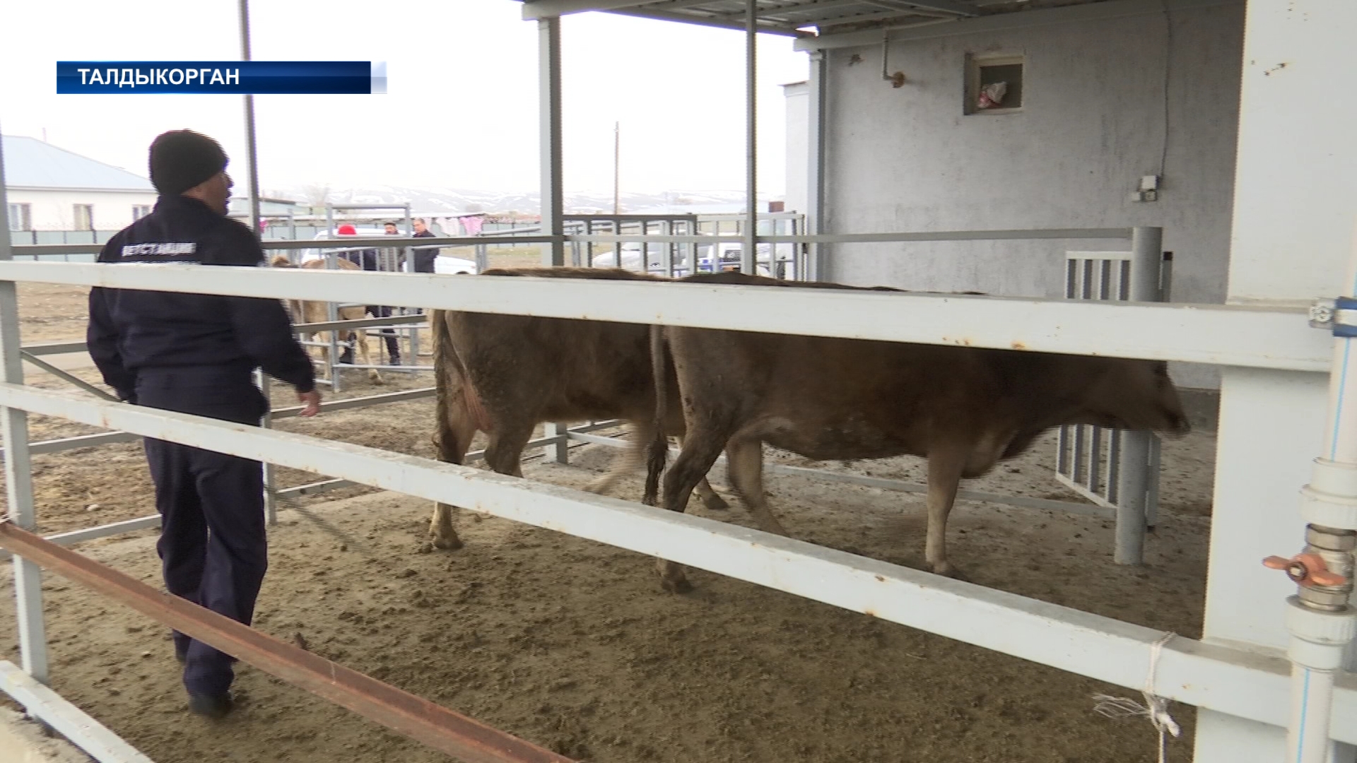 За десятилетие в области Жетысу не было зафиксировано ни одного случая ящура среди парнокопытных