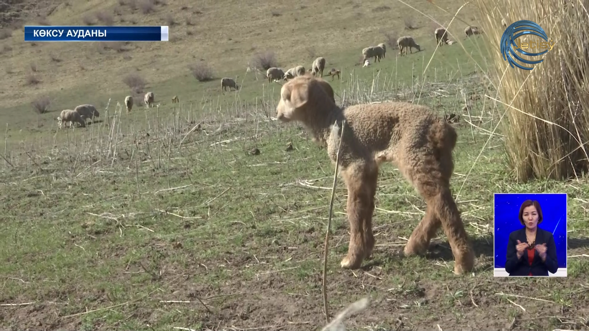 Жетісуда мал төлдету басталды