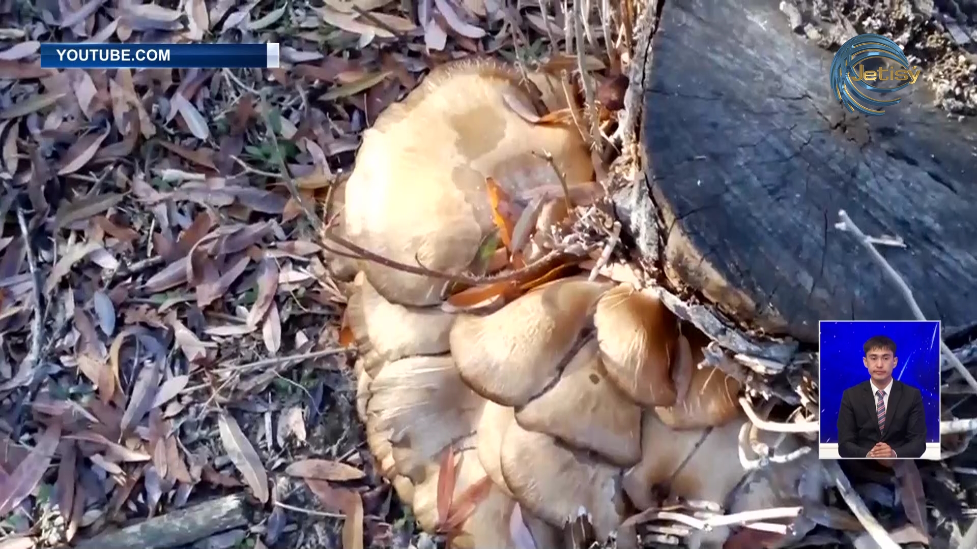 Енді саңырауқұлақ пен жидек теретіндер де салық төлейді