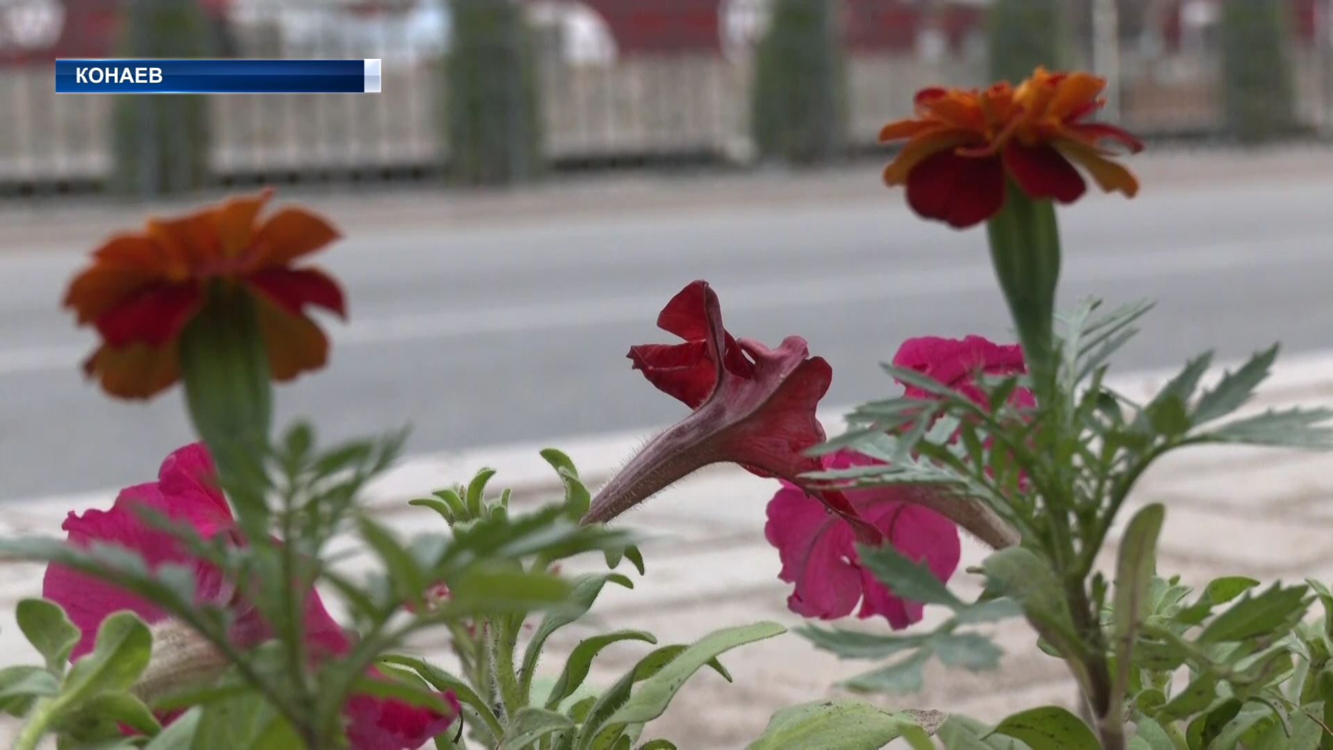 В городе Конаев начались работы по озеленению