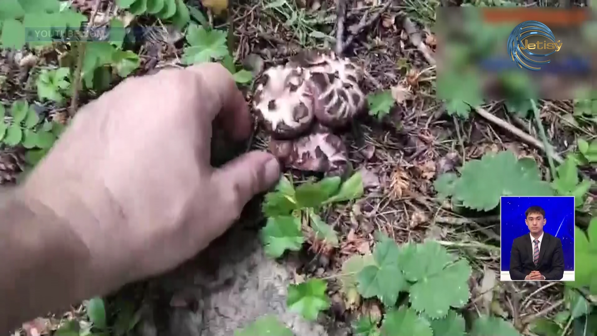 Казахстанцы будут платить налог за сбор грибов и ягод