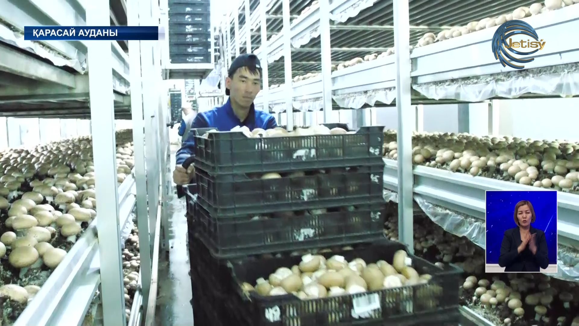 Алматы облысында саңырауқұлақ шаруашылығы қарқын алды