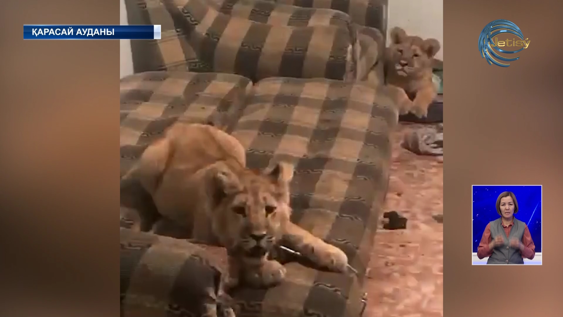 Арыстандарды заңсыз ұстаған азамат ұсталды