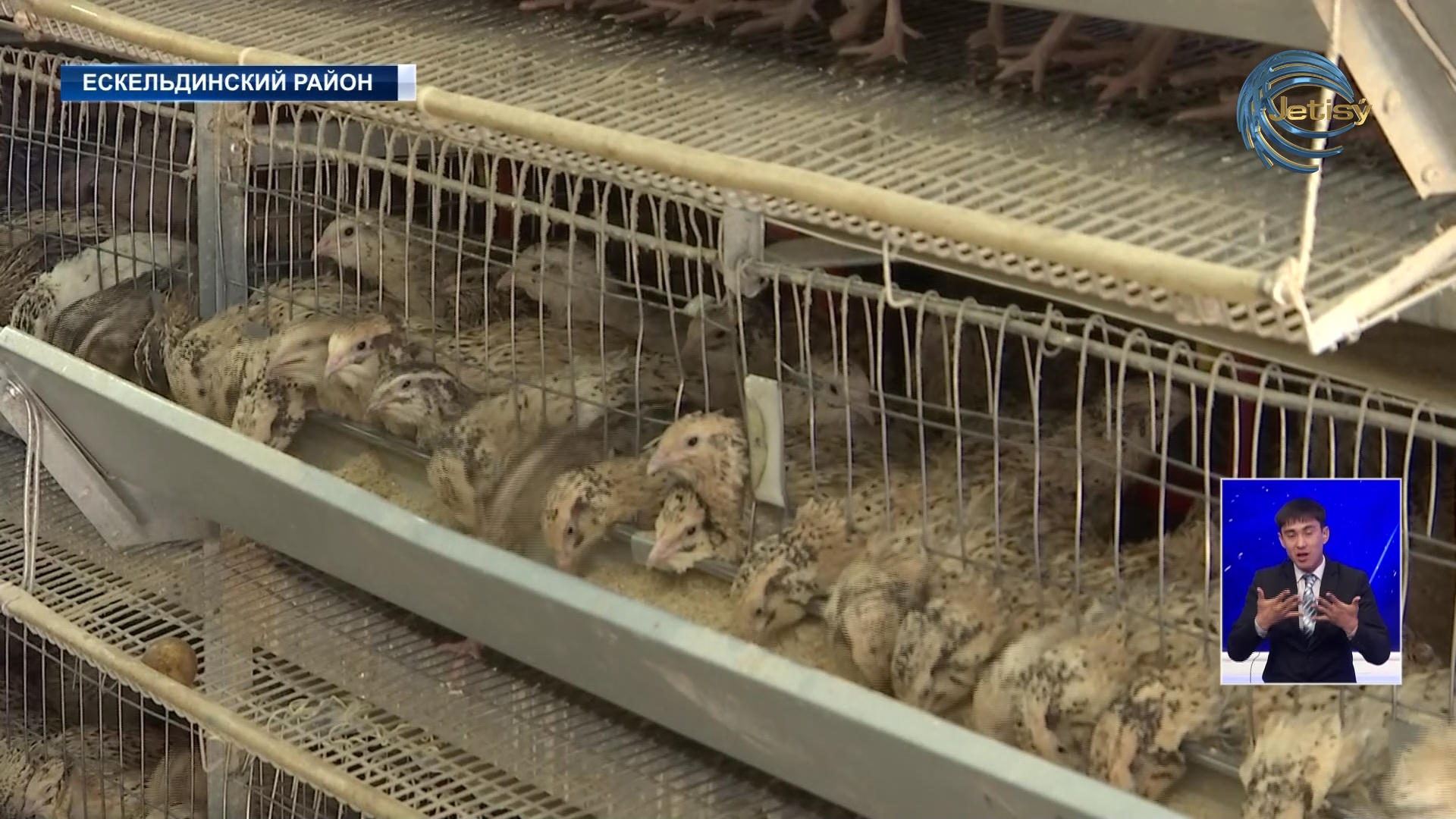 В Ескельдинском районе налажено производство перепелиного мяса и яиц