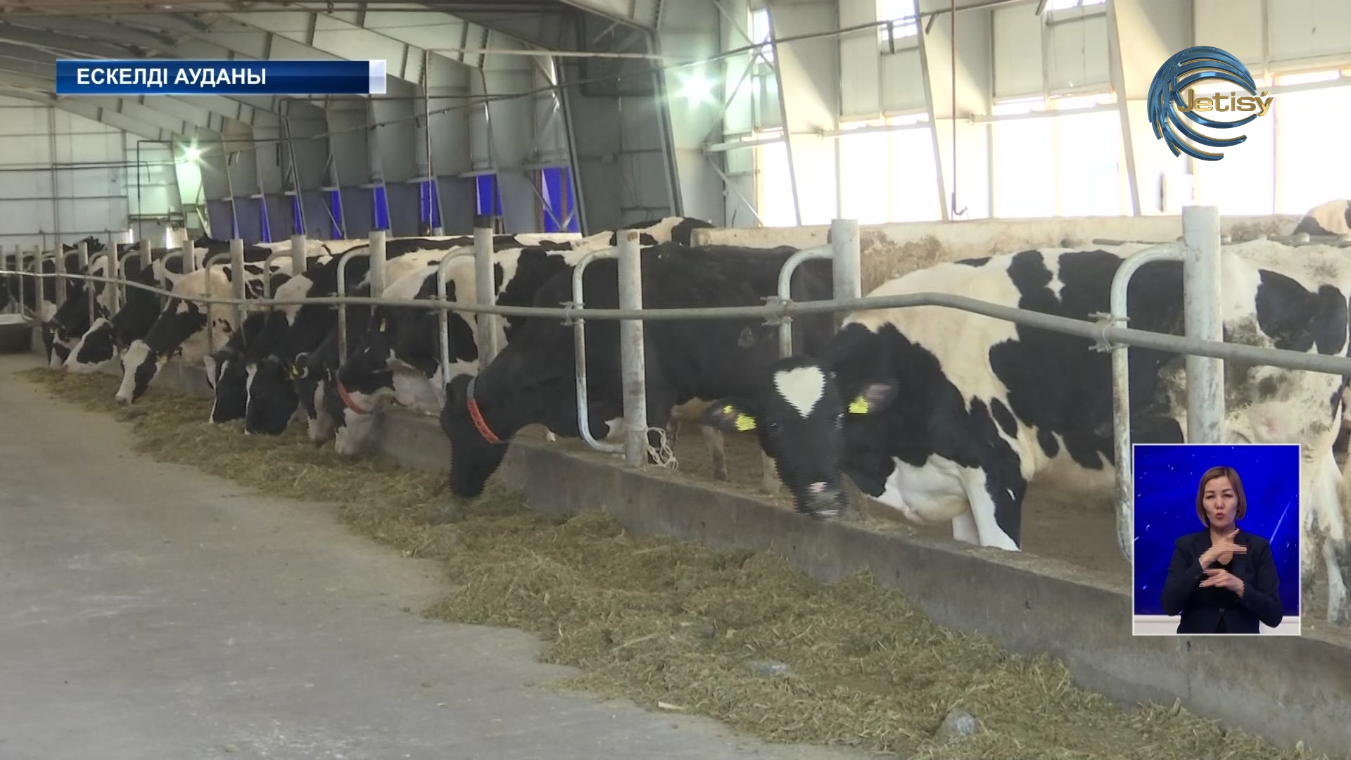 Ескелді ауданы сүт өндірісін ұлғайтып жатыр