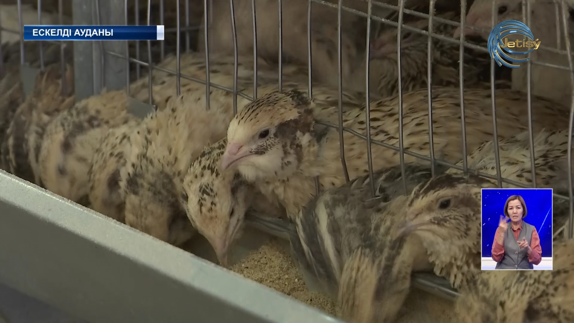 Ескелді ауданында бөдене еті мен жұмыртқасы өндіріліп жатыр