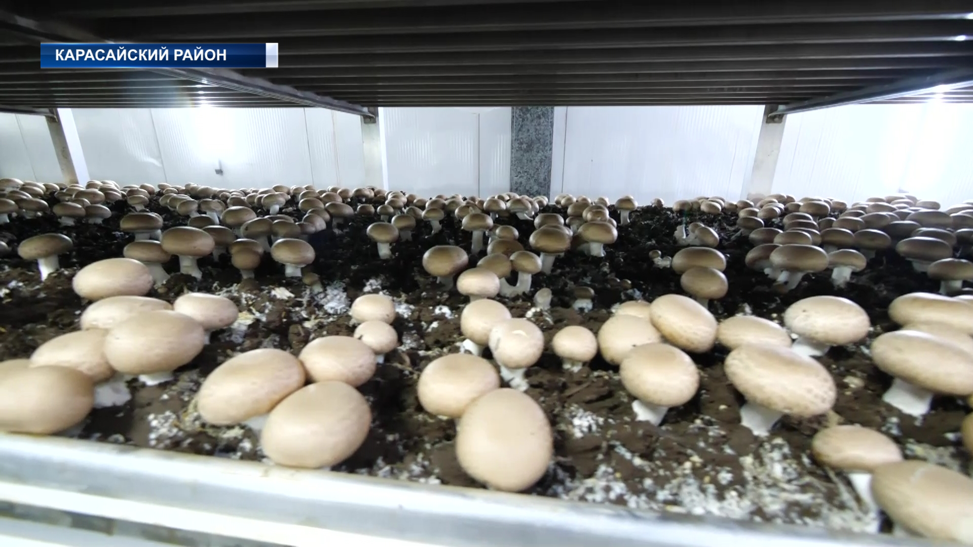 В стране действует единственный завод полного цикла