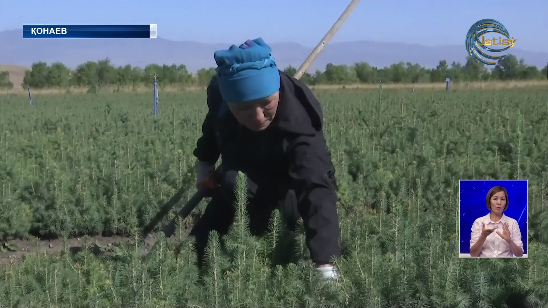 Орман шаруашылығы қызметкерлерінің жалақысы 100 пайызға өседі