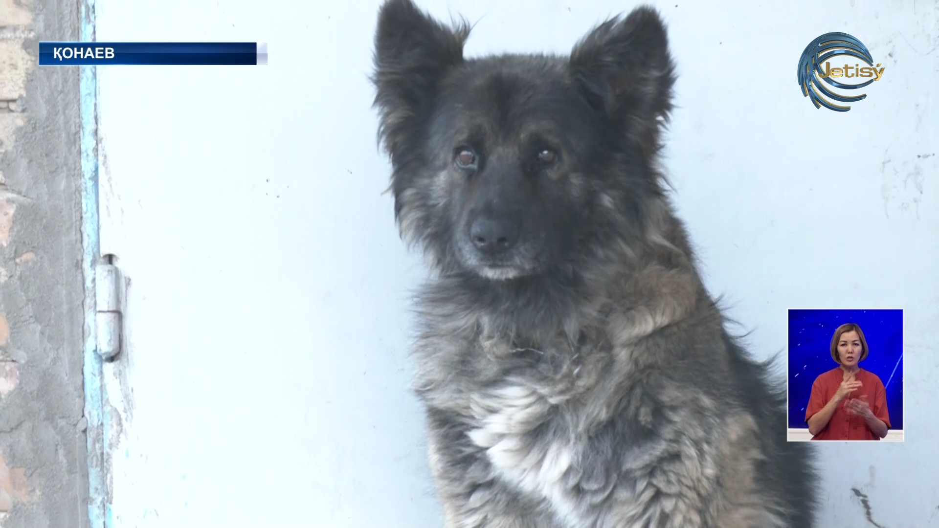 Бұралқы иттердің саны қашан азаяды?