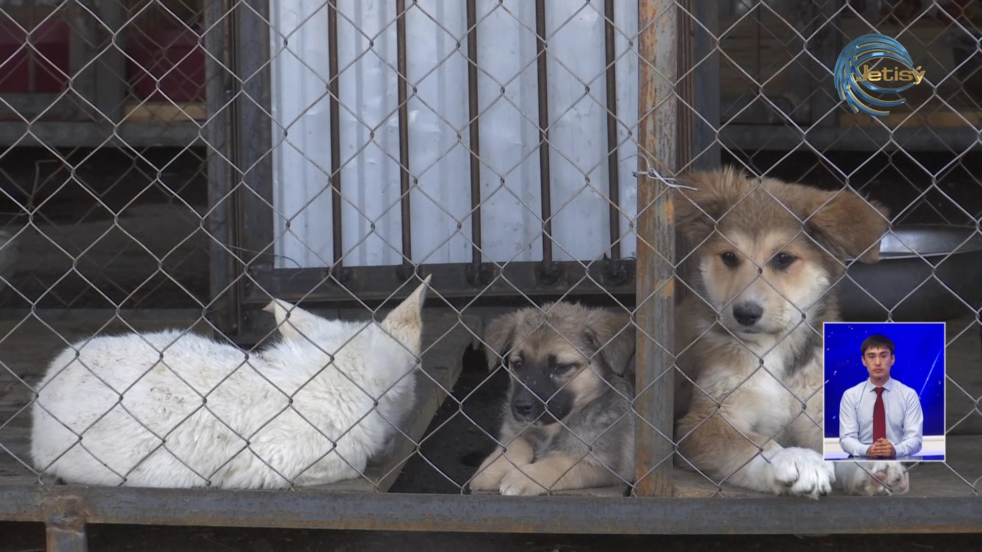 Иесіз ит пен мысық көбейіп барады