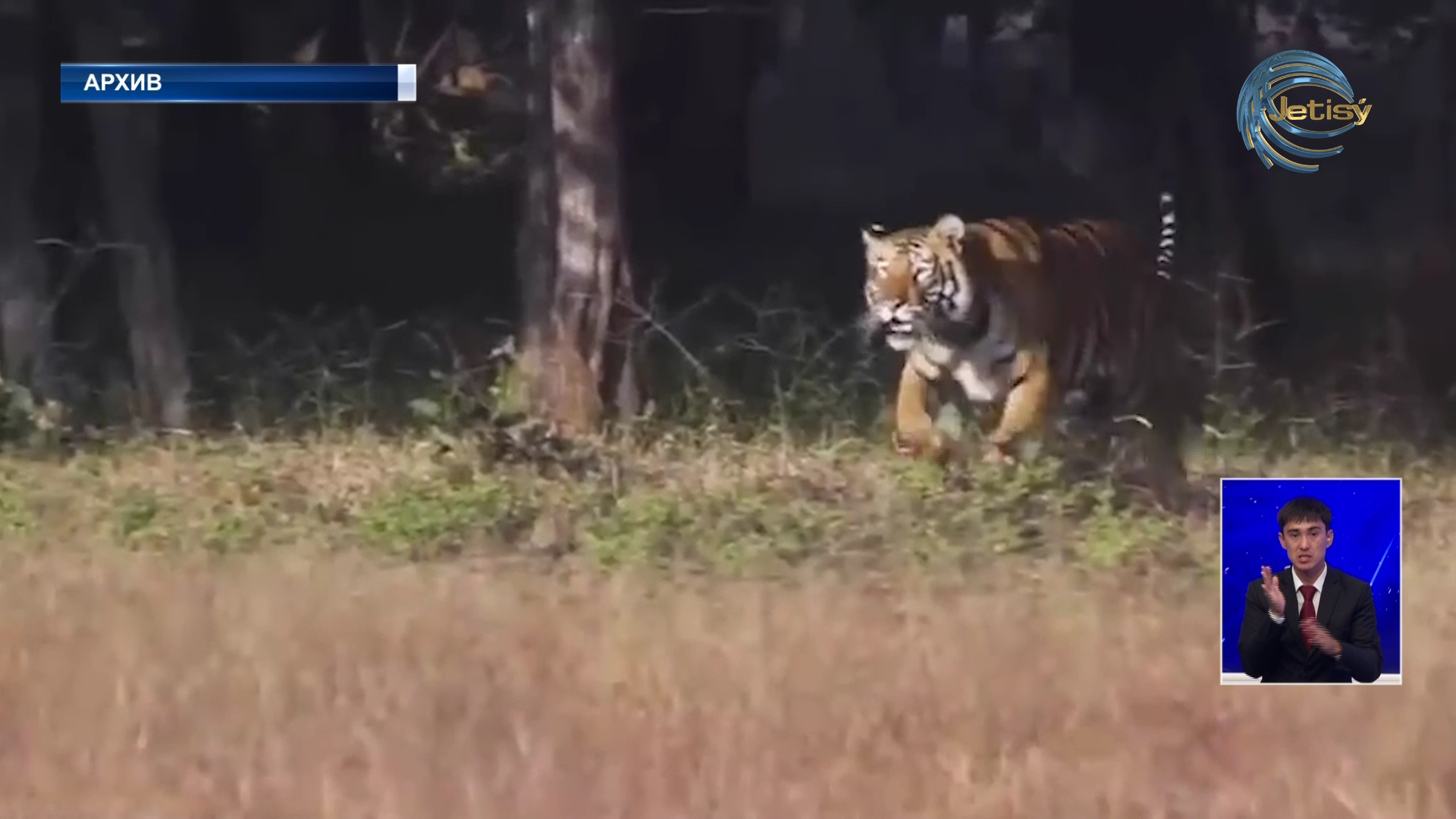 В Казахстане планируют возродить популяцию туранского тигра