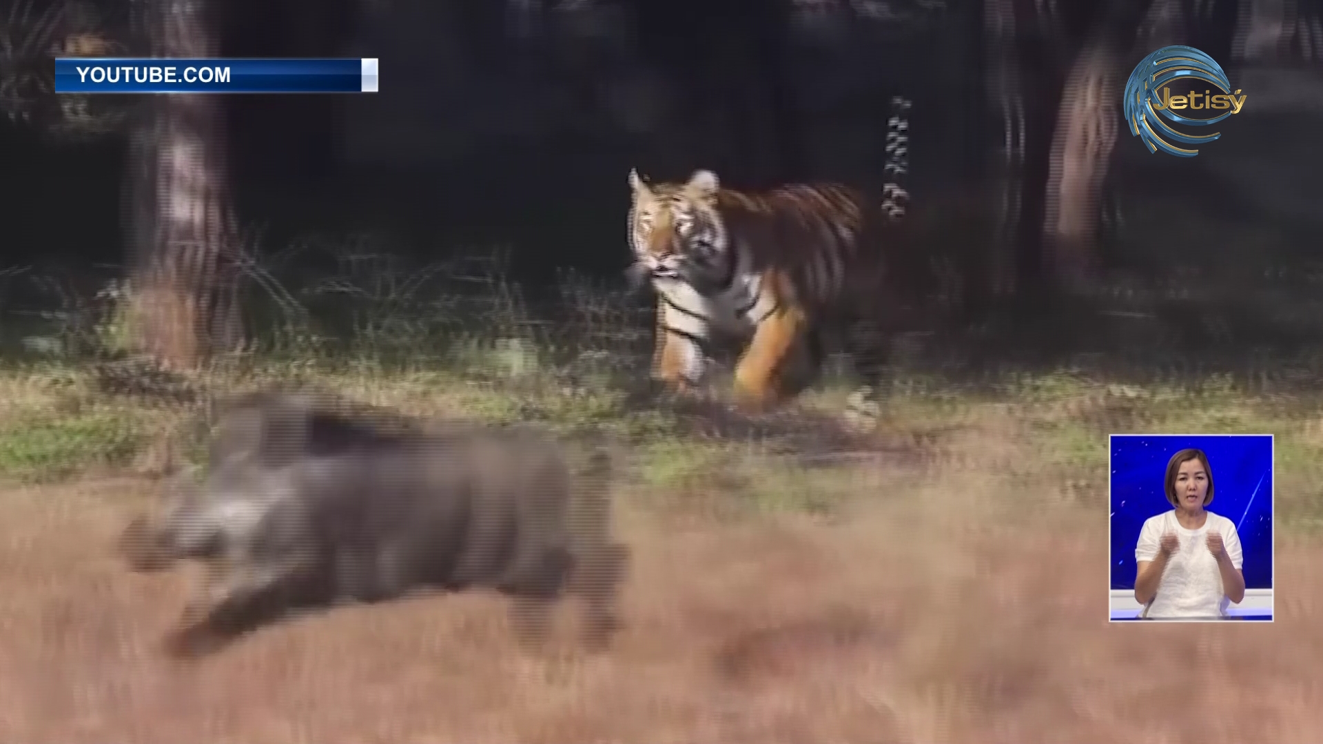 Балқашта «Тұран жолбарысын» жерсіндіру жұмысы жүріп жатыр