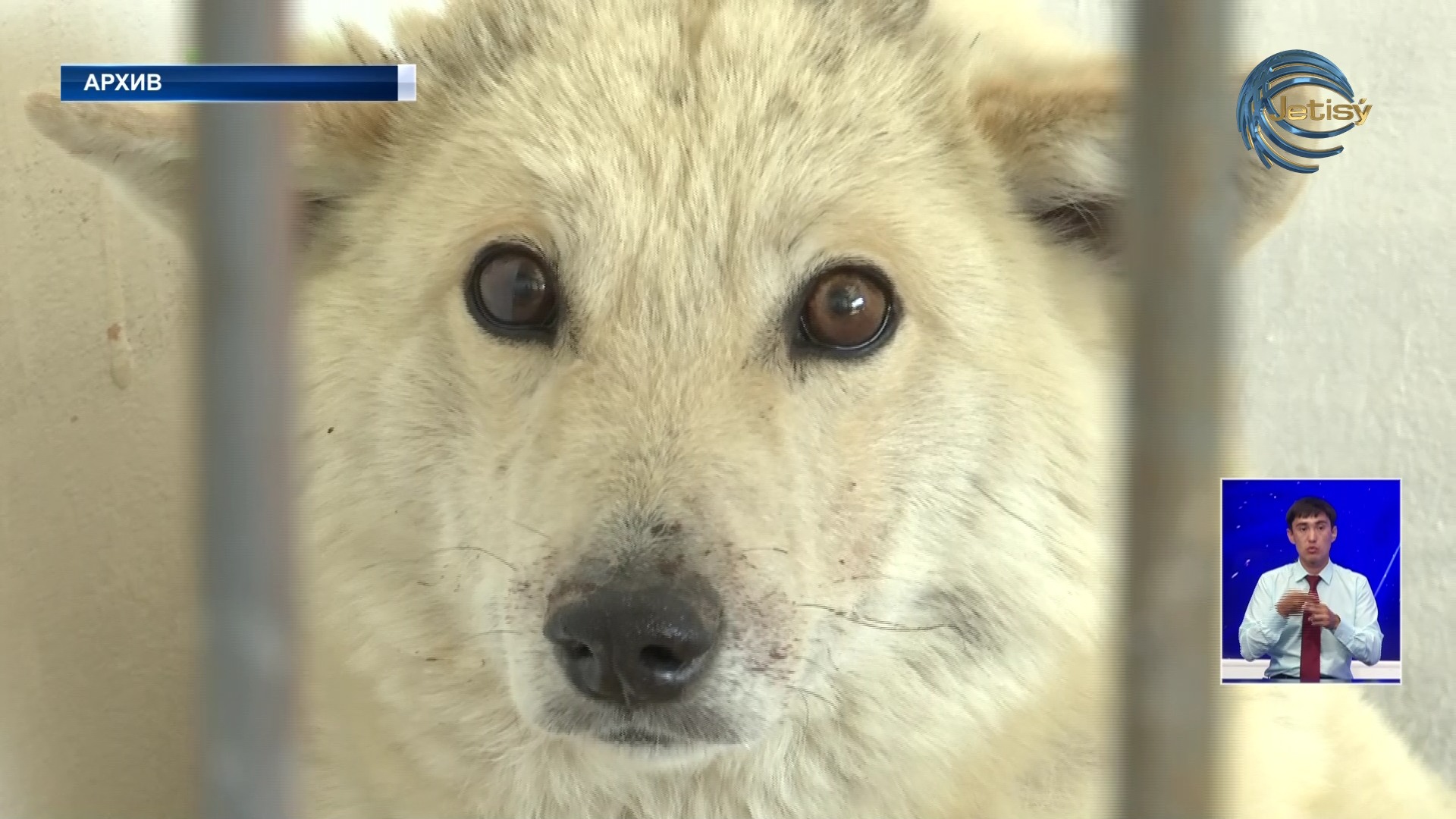 Безнадзорных кошек и собак станет меньше