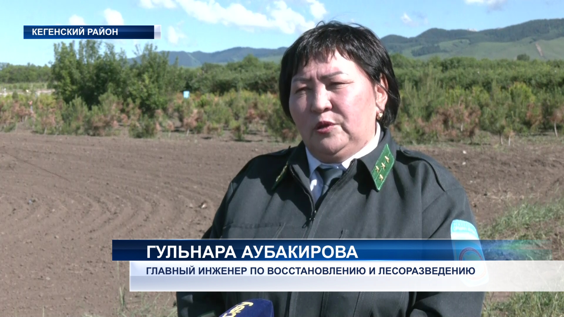 Охрана и выращивание сосновых — на особом контроле государства