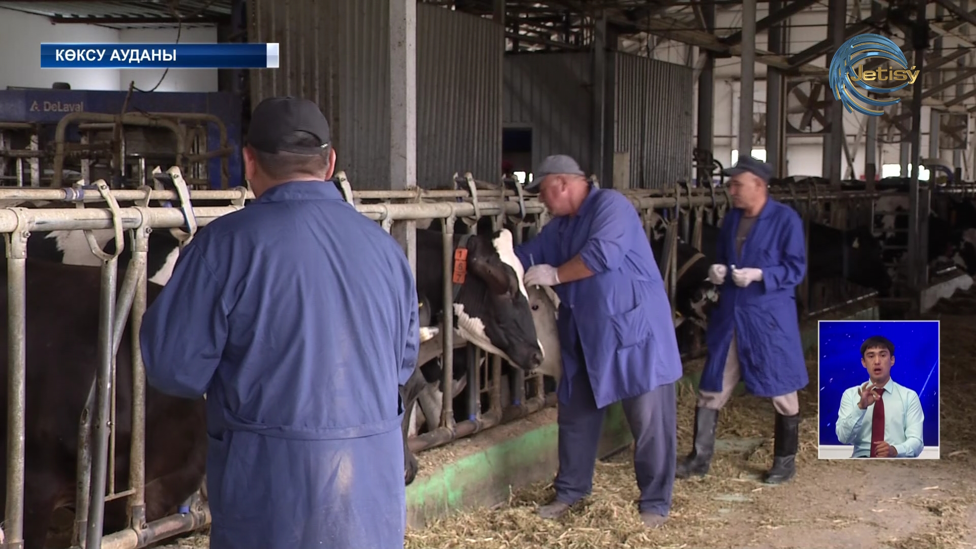 Малдардан қан алынып, дәрі егілуде