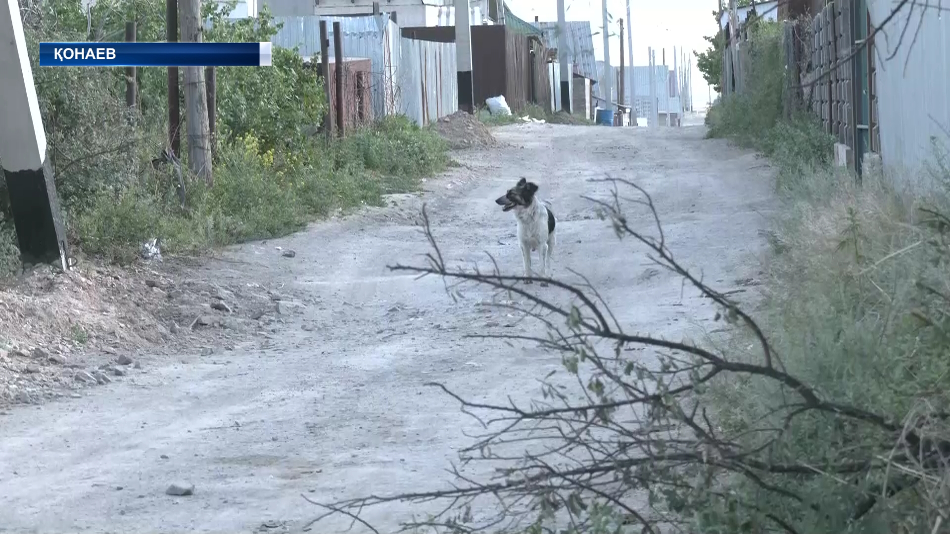 Қаңғыбас иттердің бір бөлігі дөңгелек астында қалып жатады