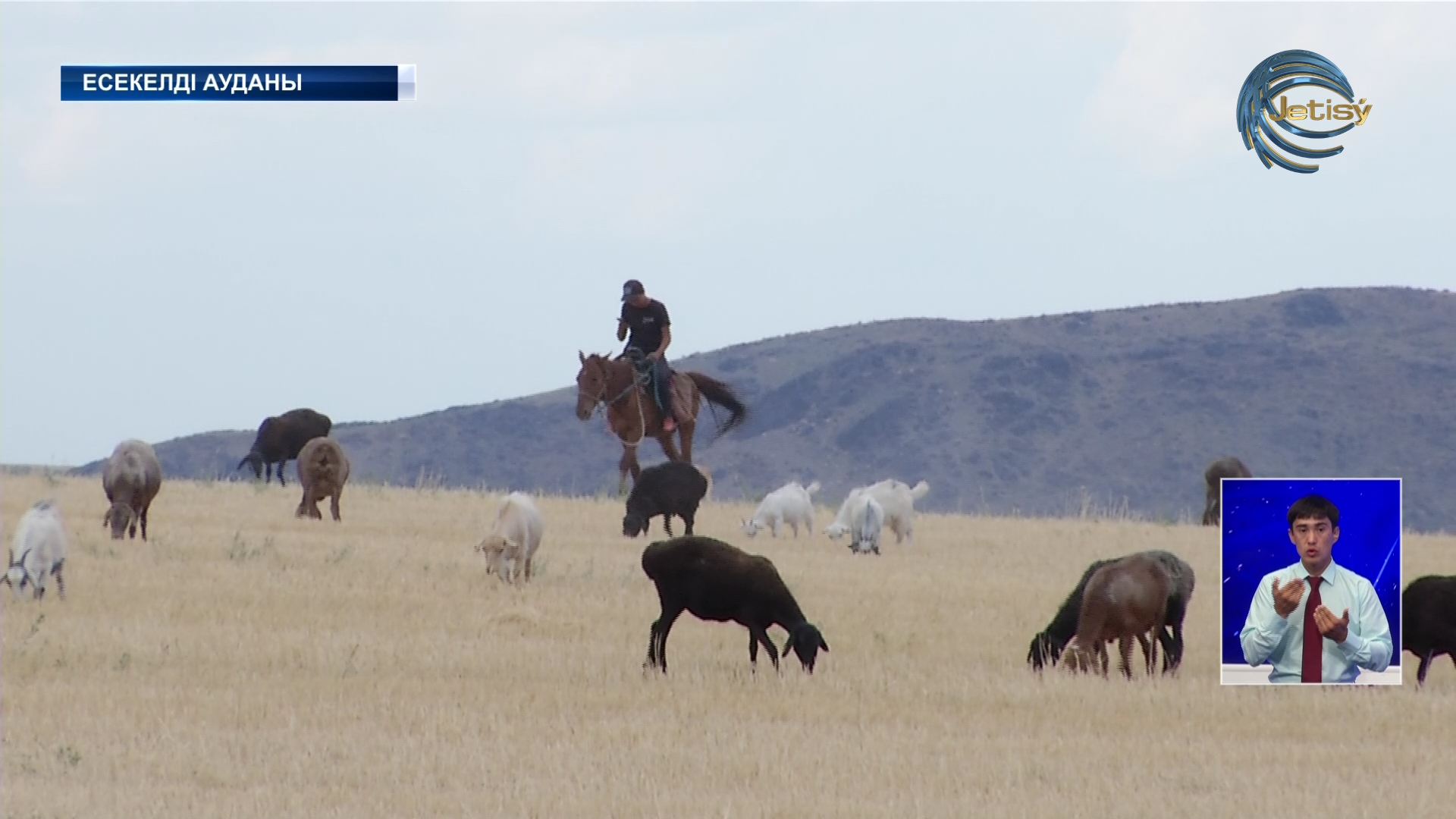 Жетісу облысында мал ұрлығы тыйылмай тұр