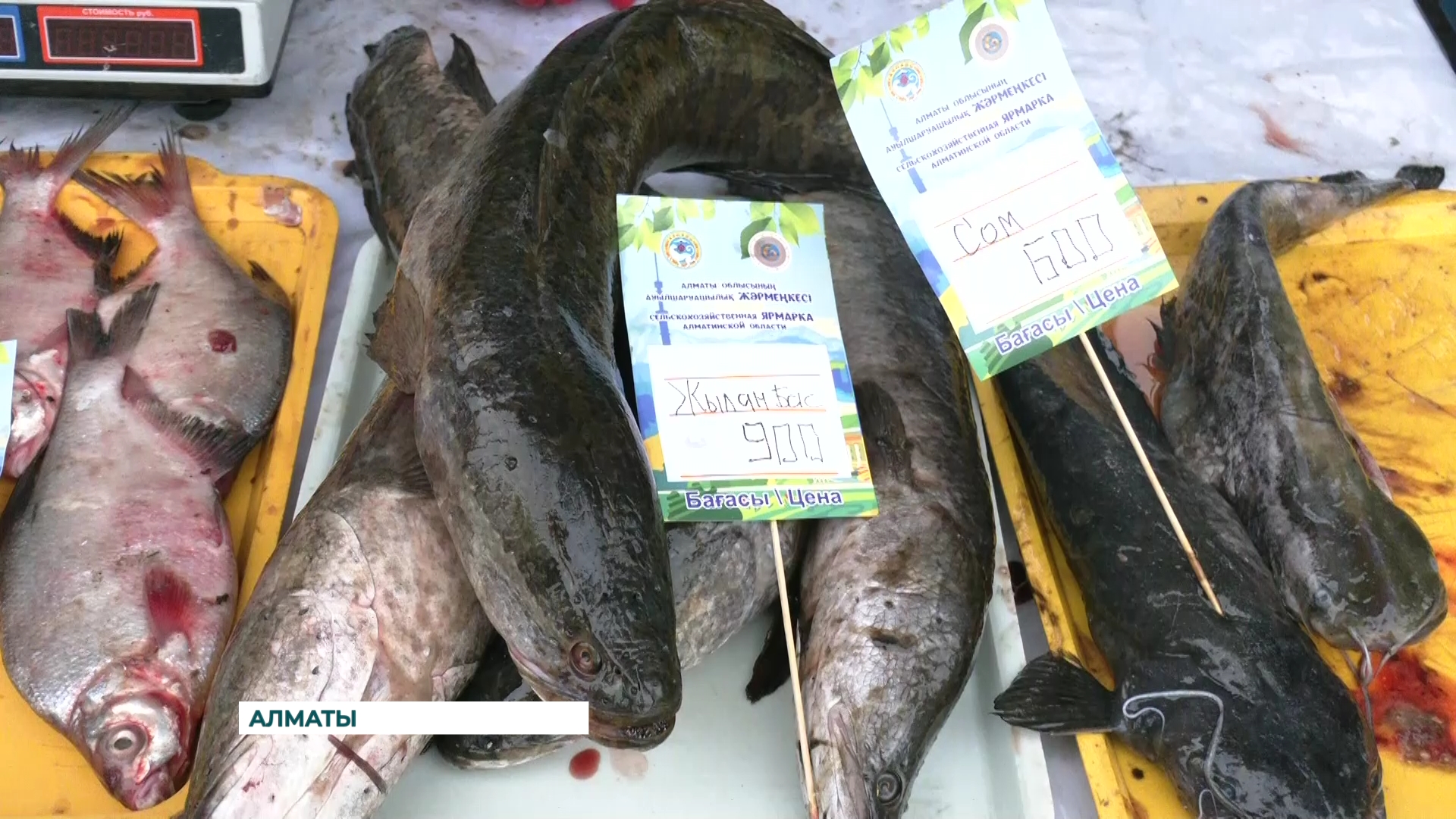 Алматы қаласында Алматы облыстық ауыл шаруашылығы өнімдерінің жәрмеңкесі өтті