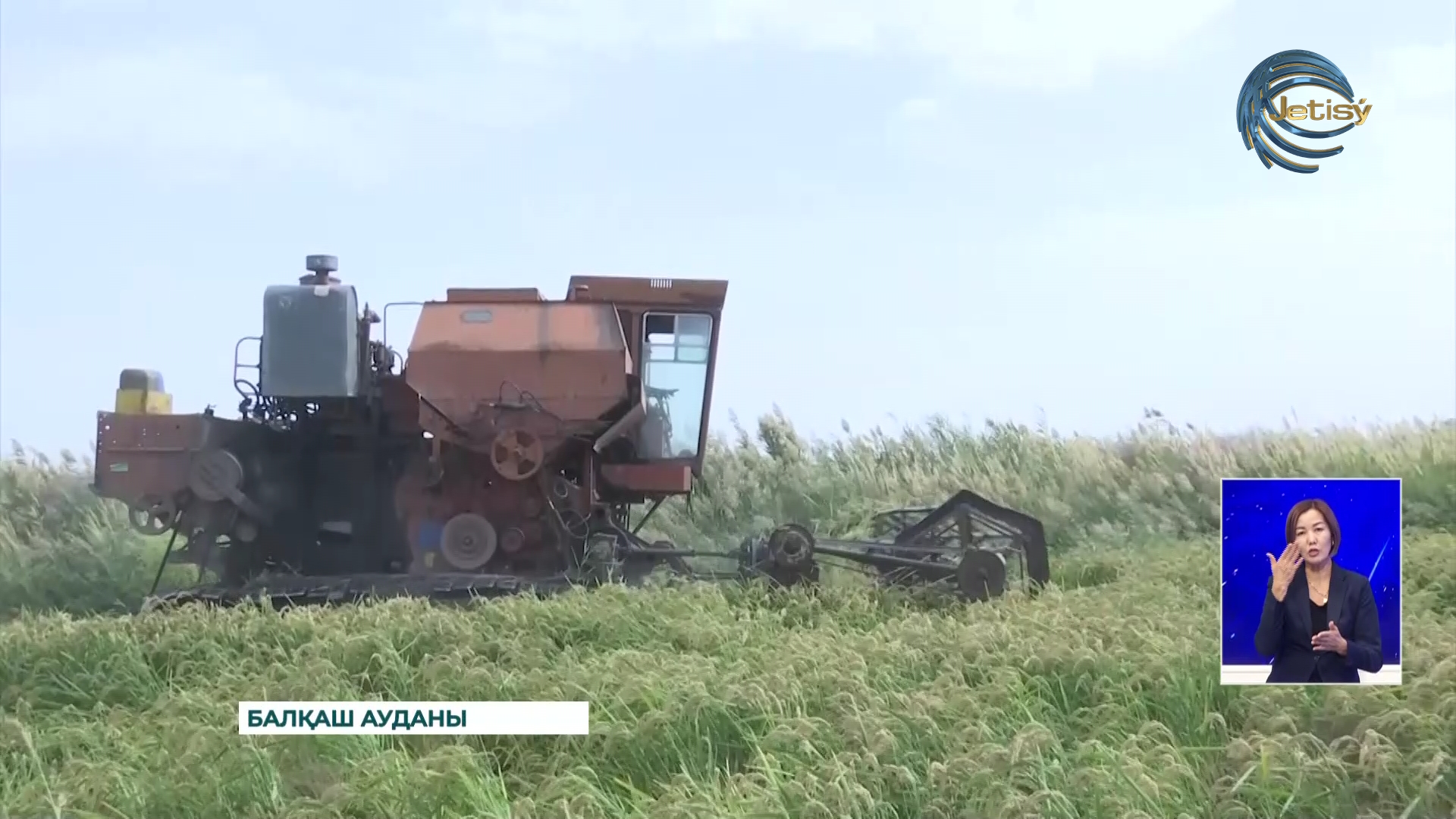 Балқаш ауданында күріш ору науқаны басталды