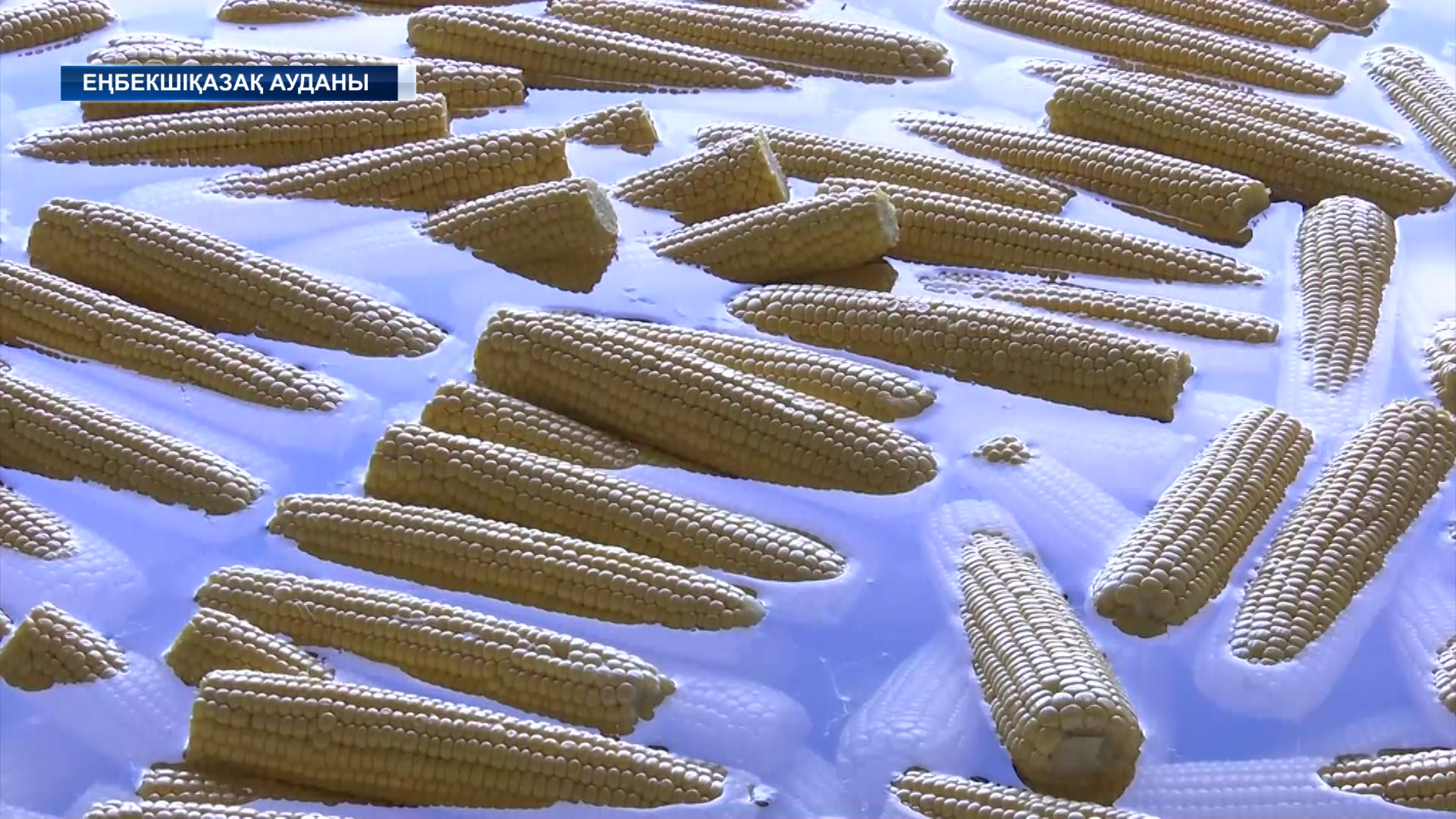 Еңбекшіқазақ ауданында кәсіпкері тың бастаманы қолға алды