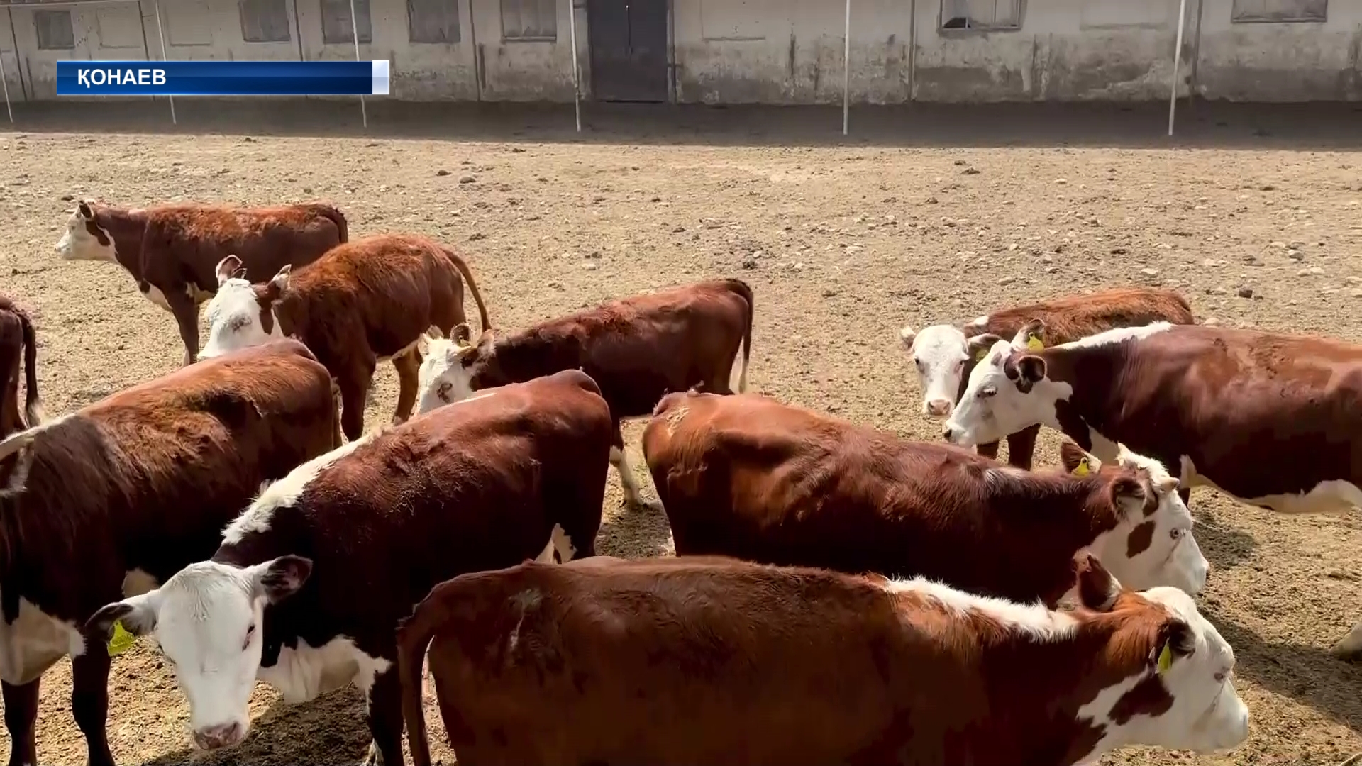 Алматы облысында асыл тұқымды мал басын көбейту қарқын алды