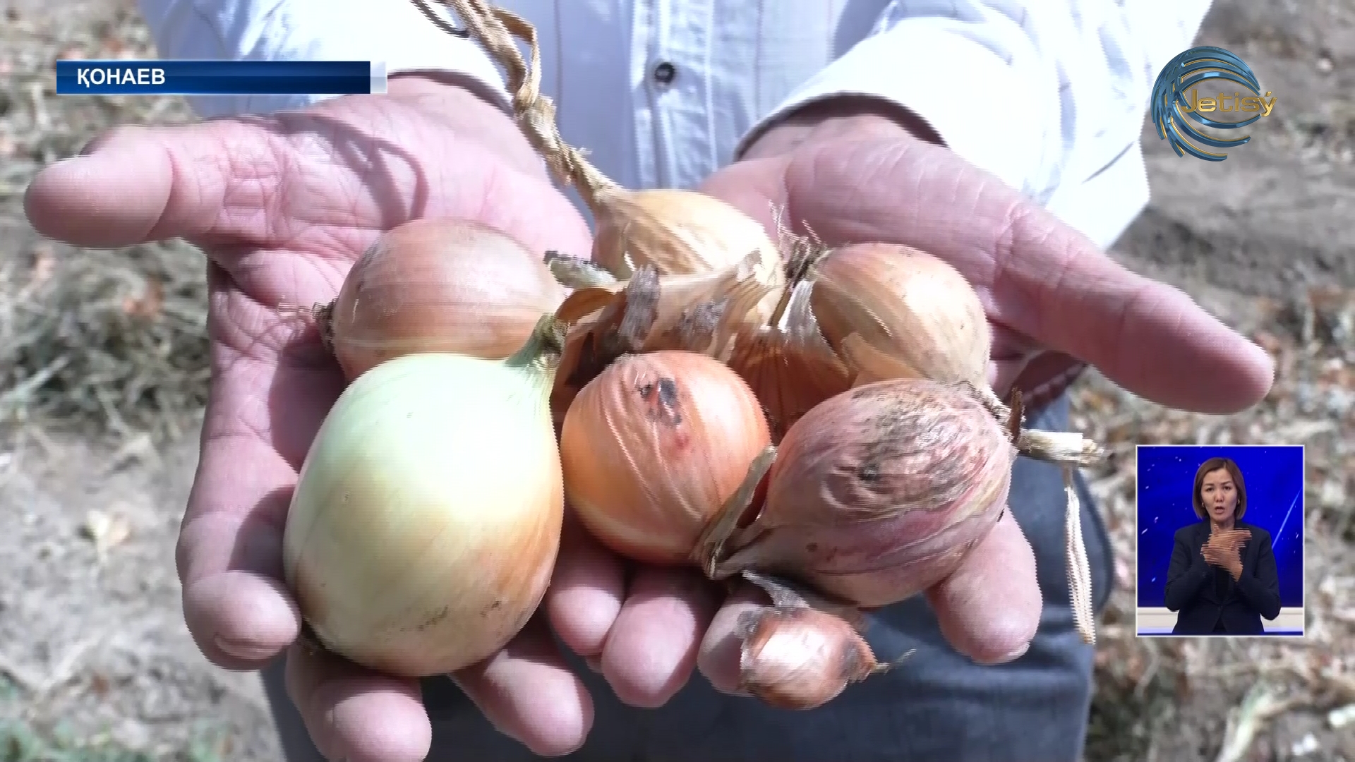 «Пияз өсіргеннен пайда жоқ» —  Қонаев шаруалары қиындыққа тап болды