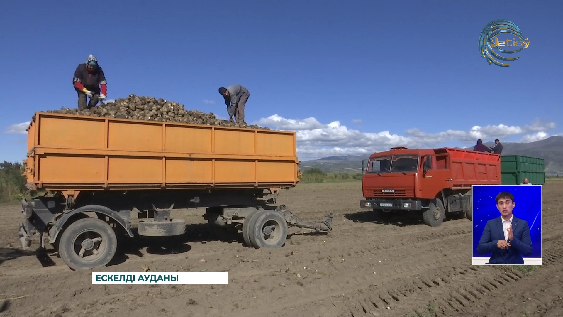 Қызылша жинау науқаны қызу жүріп жатыр