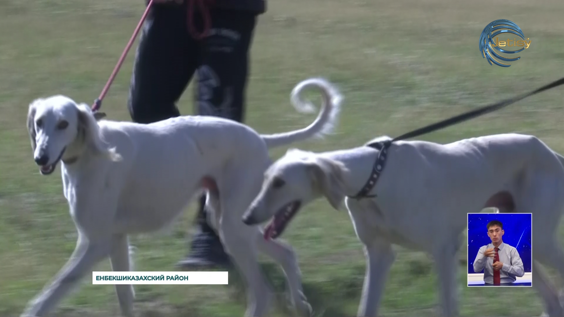 В Енбекшиказахском районе прошел отборочный чемпионат Алматинской области «Кумай тазы» среди породистых собак