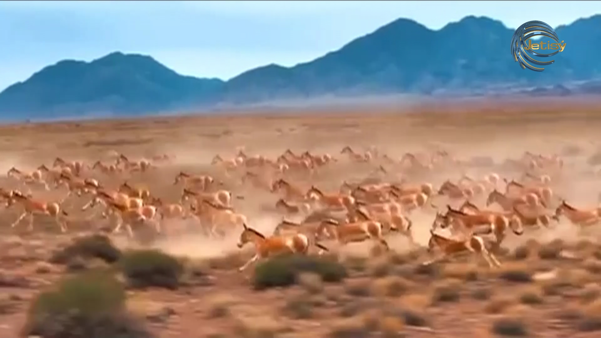 Жетісу облысында «Алтын-Емел — құландар мекені» фестивалі өтті